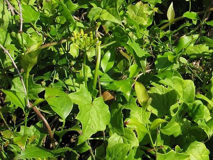 Senecio tamoides