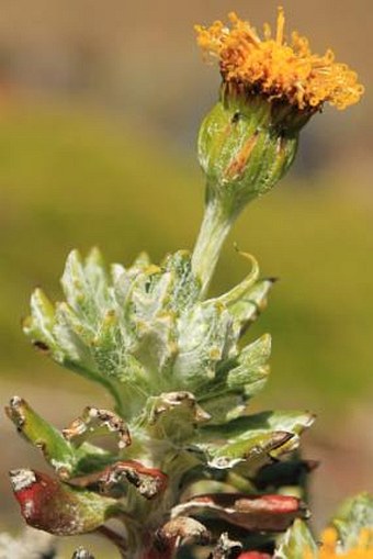 Senecio patagonicus