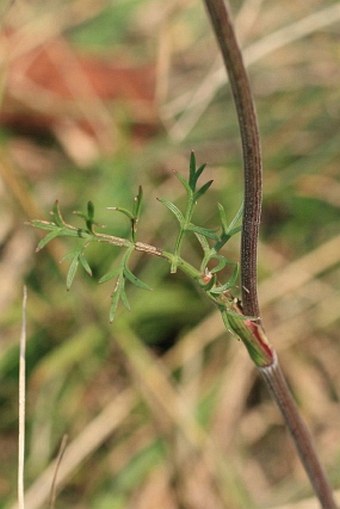 Seseli annuum