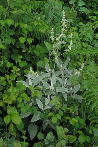 Sideritis candicans var. candicans