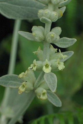 Sideritis candicans var. candicans