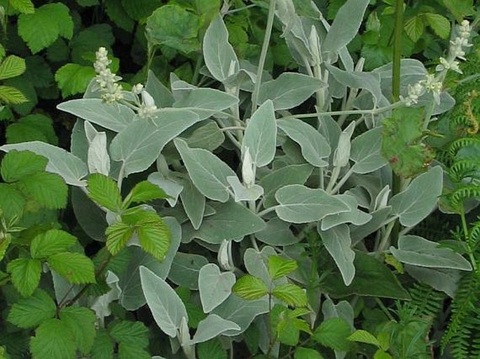 Sideritis candicans var. candicans