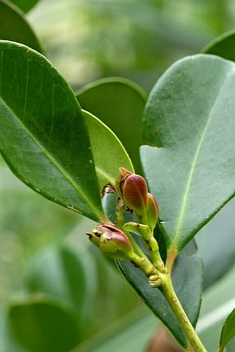 Sideroxylon marginatum