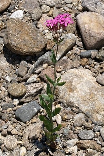 Silene armeria