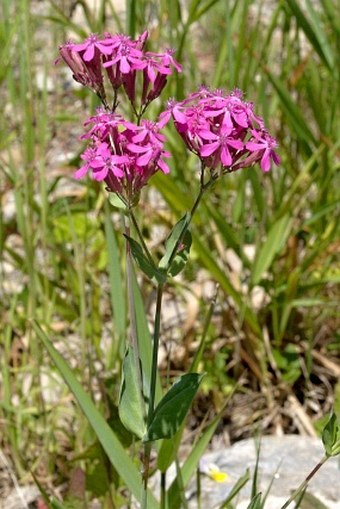 Atocion armeria