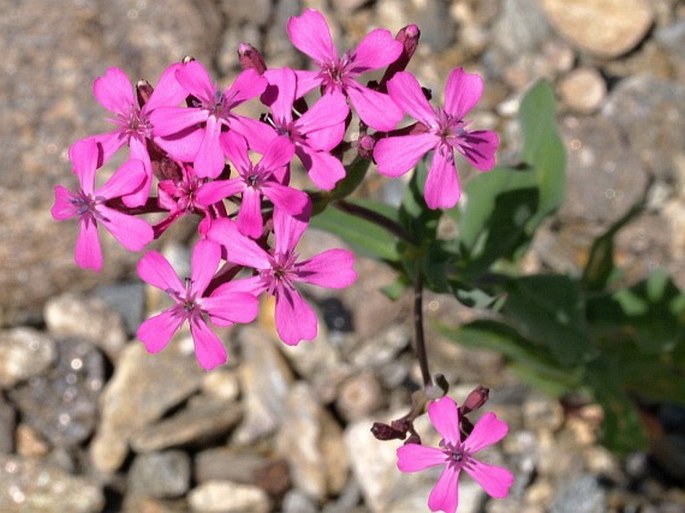 Atocion armeria