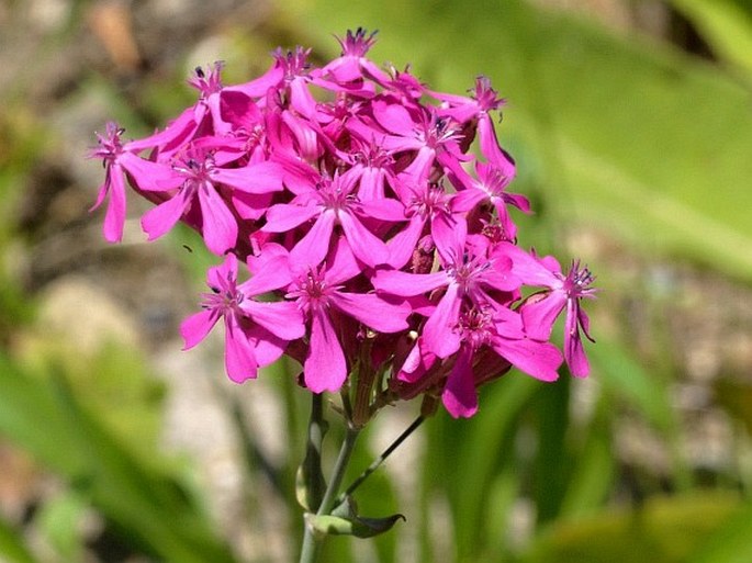 Atocion armeria