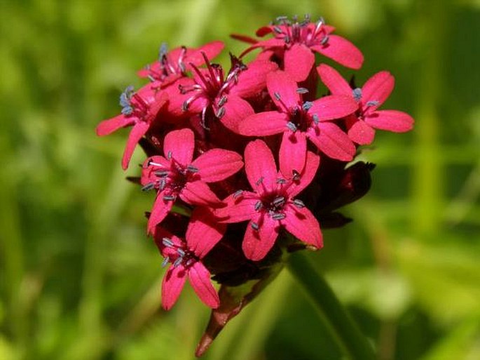 SILENE ASTERIAS Griseb. – silenka