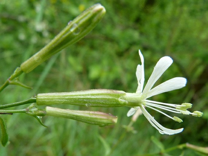 Silene nemoralis