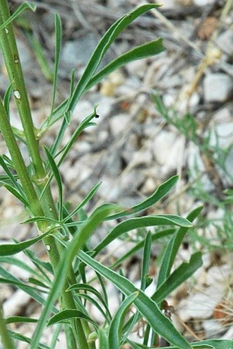 Silene paradoxa