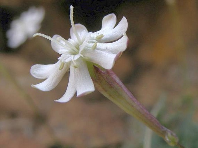 SILENE PINDICOLA Hausskn. – silenka