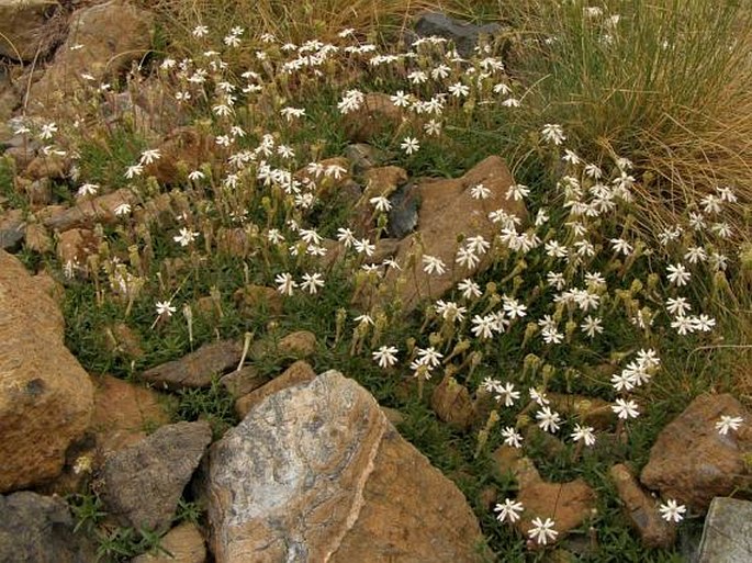 Silene pindicola