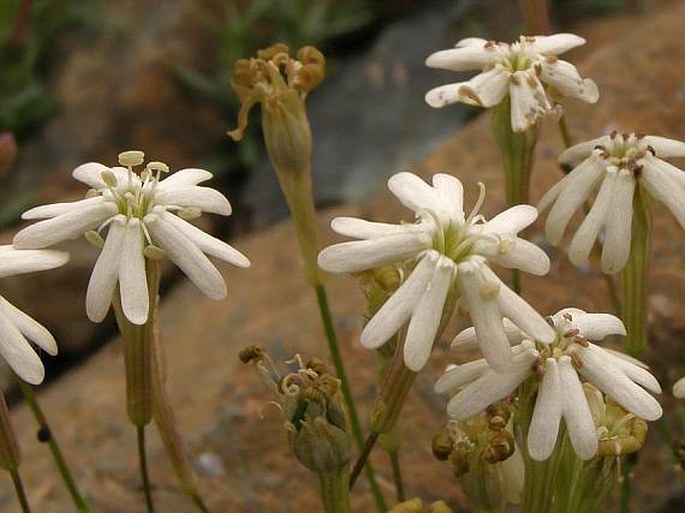 Silene pindicola