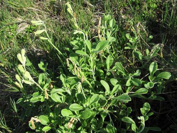 Silene primuliflora