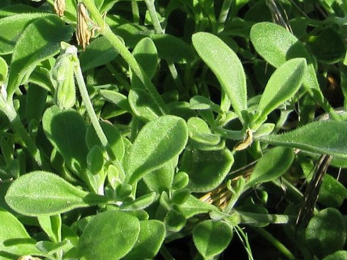 Silene primuliflora