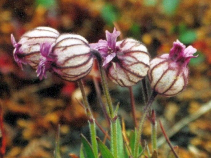 Silene uralensis subsp. apetala