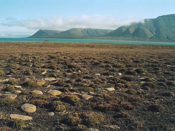 Silene uralensis subsp. apetala