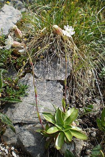 Silene zawadzkii