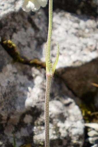 Silene zawadzkii