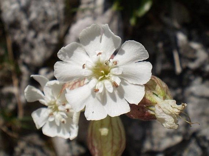 Silene zawadzkii