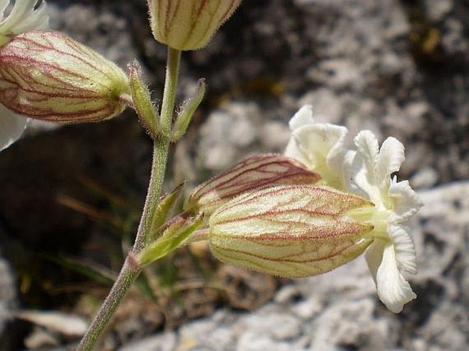 Silene zawadzkii