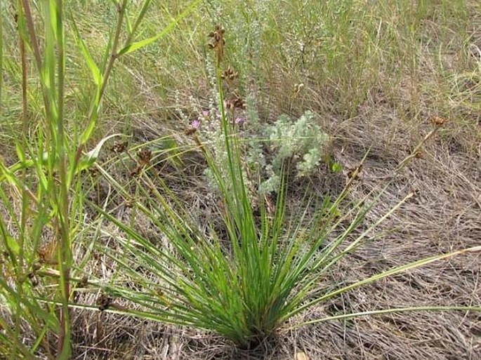 Sisyrinchium montanum