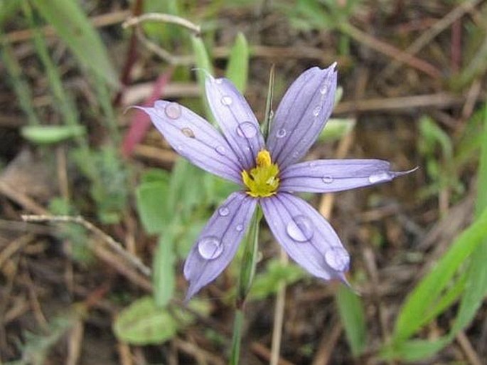 Sisyrinchium montanum