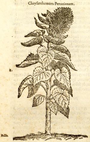 Iconographia plantarum: Helianthus annuus L.