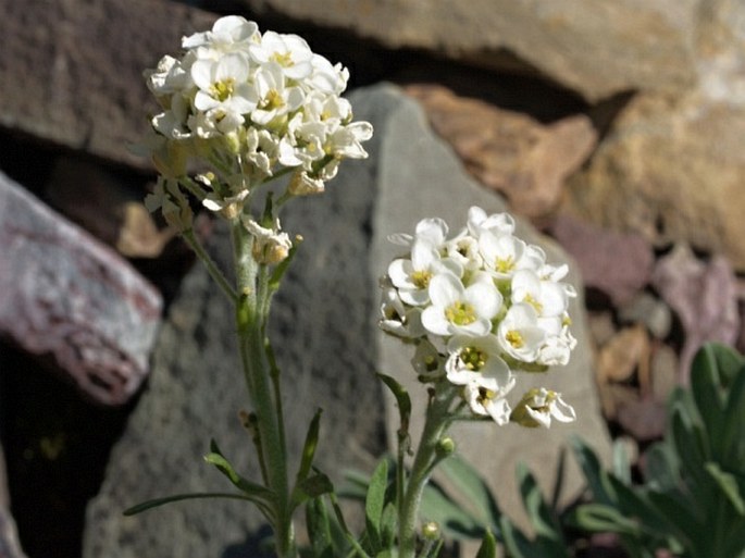 Smelowskia americana