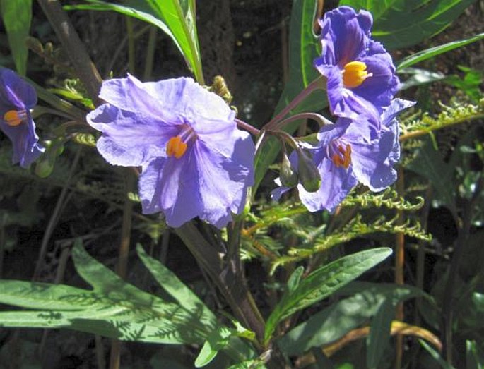 Solanum laciniatum