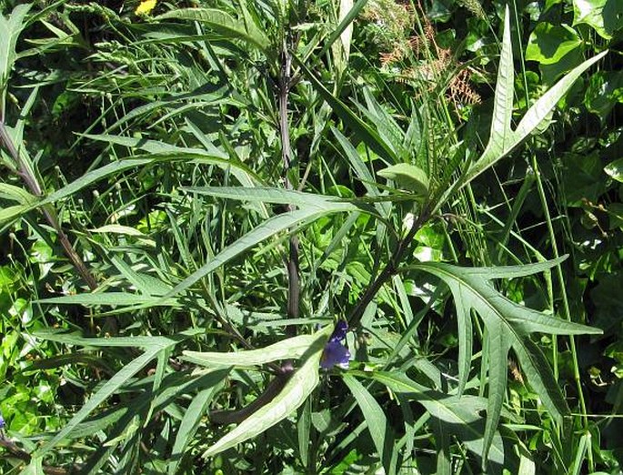 Solanum laciniatum