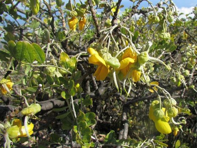 Sophora chrysophylla