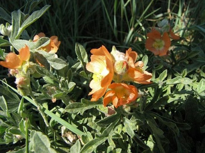 Sphaeralcea coccinea