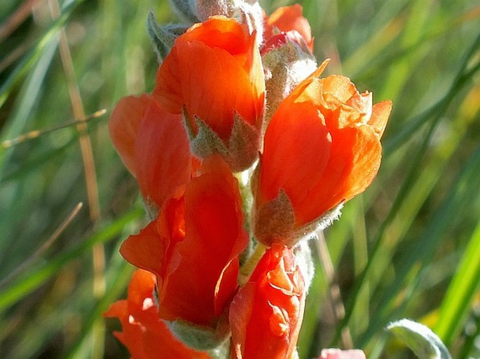 Sphaeralcea coccinea