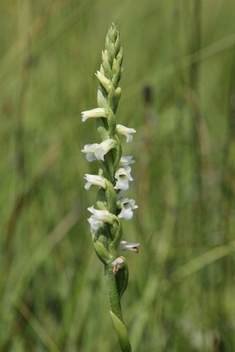 Spiranthes aestivalis