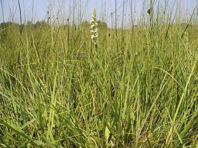 Spiranthes aestivalis