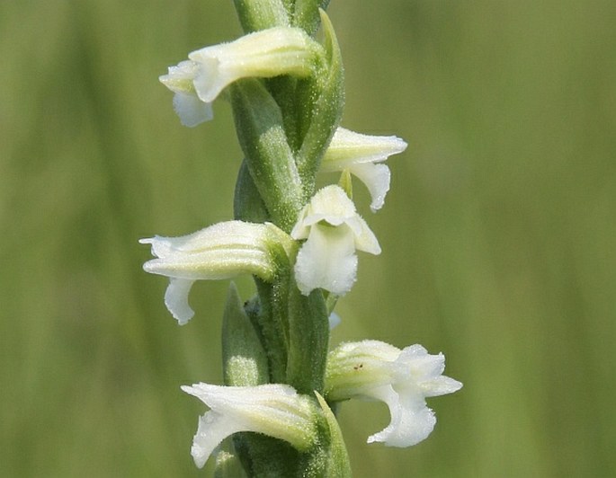 Spiranthes aestivalis