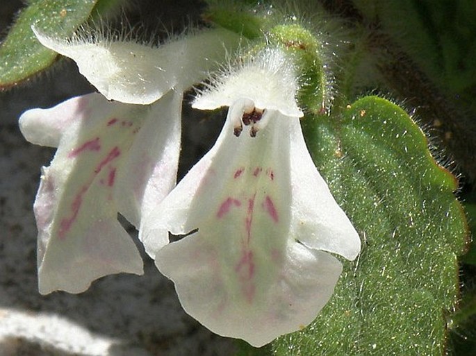 Stachys corsica