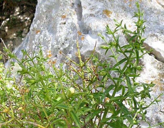 Stachys glutinosa