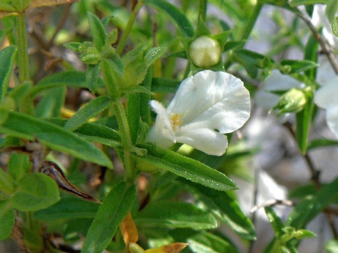 Stachys glutinosa