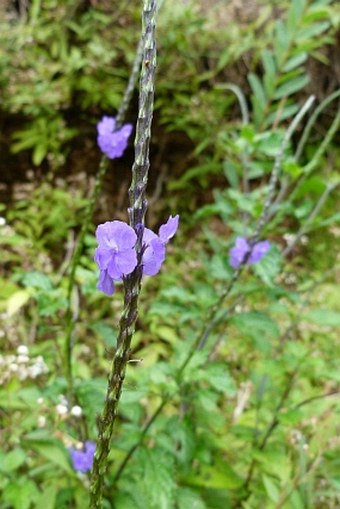 Stachytarpheta cayennensis