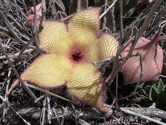 STAPELIA GIGANTEA N. E. Br. – smrdutka