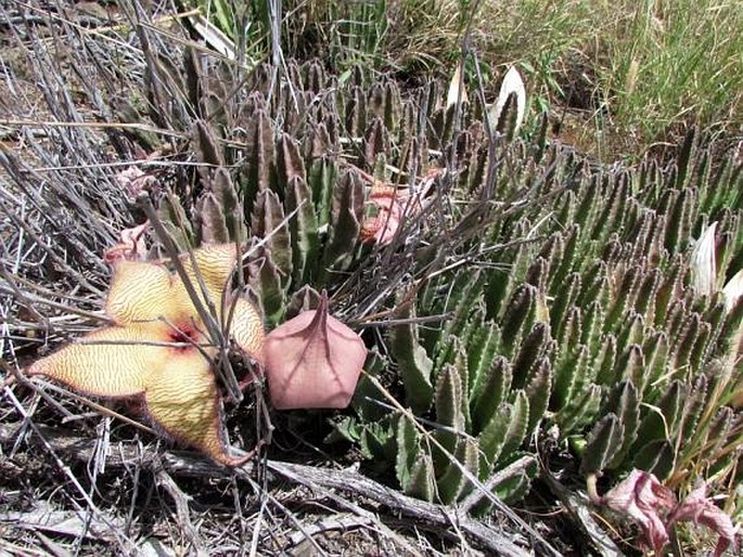 Stapelia gigantea