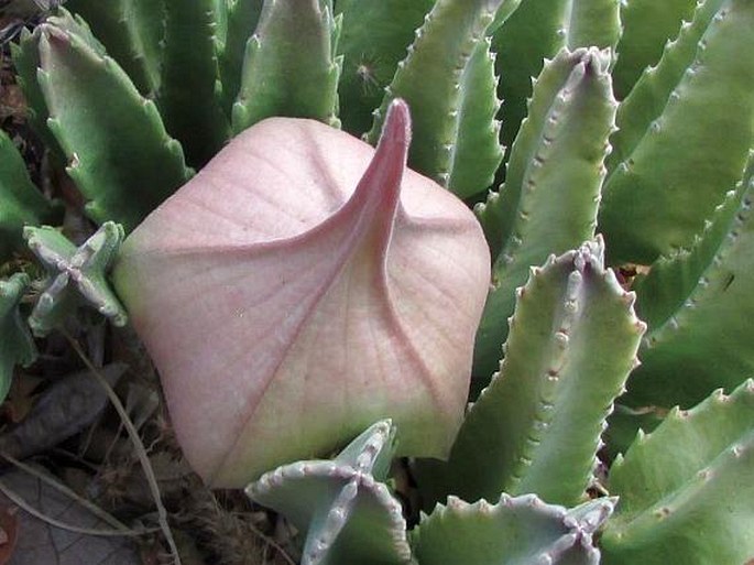 Stapelia gigantea