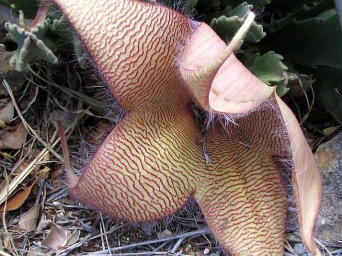 Stapelia gigantea