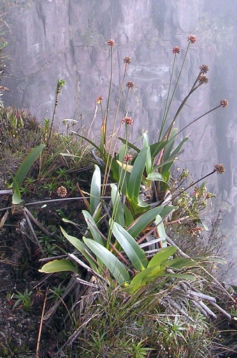 Stegolepis guianensis