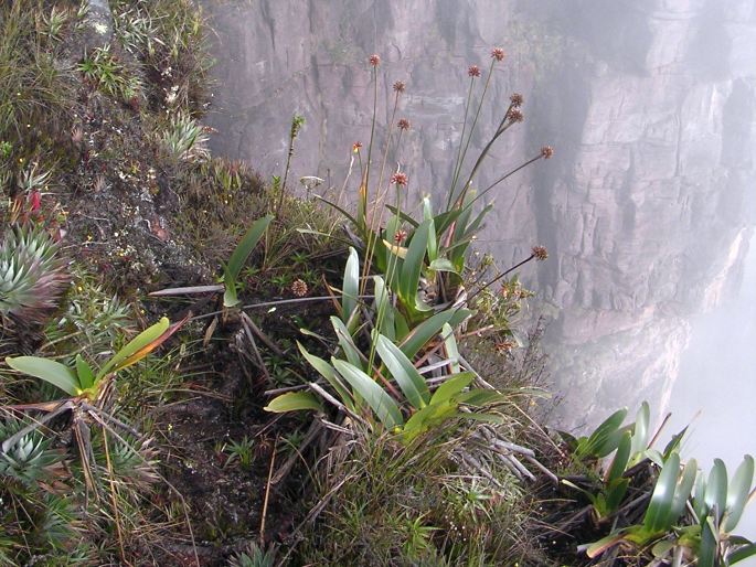 Stegolepis guianensis