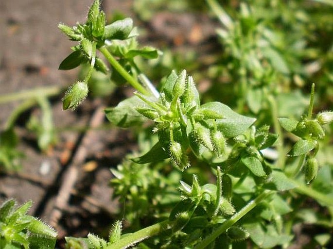 Stellaria pallida