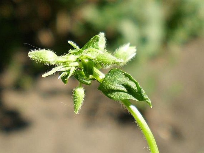 Stellaria pallida