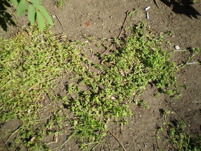 Stellaria pallida